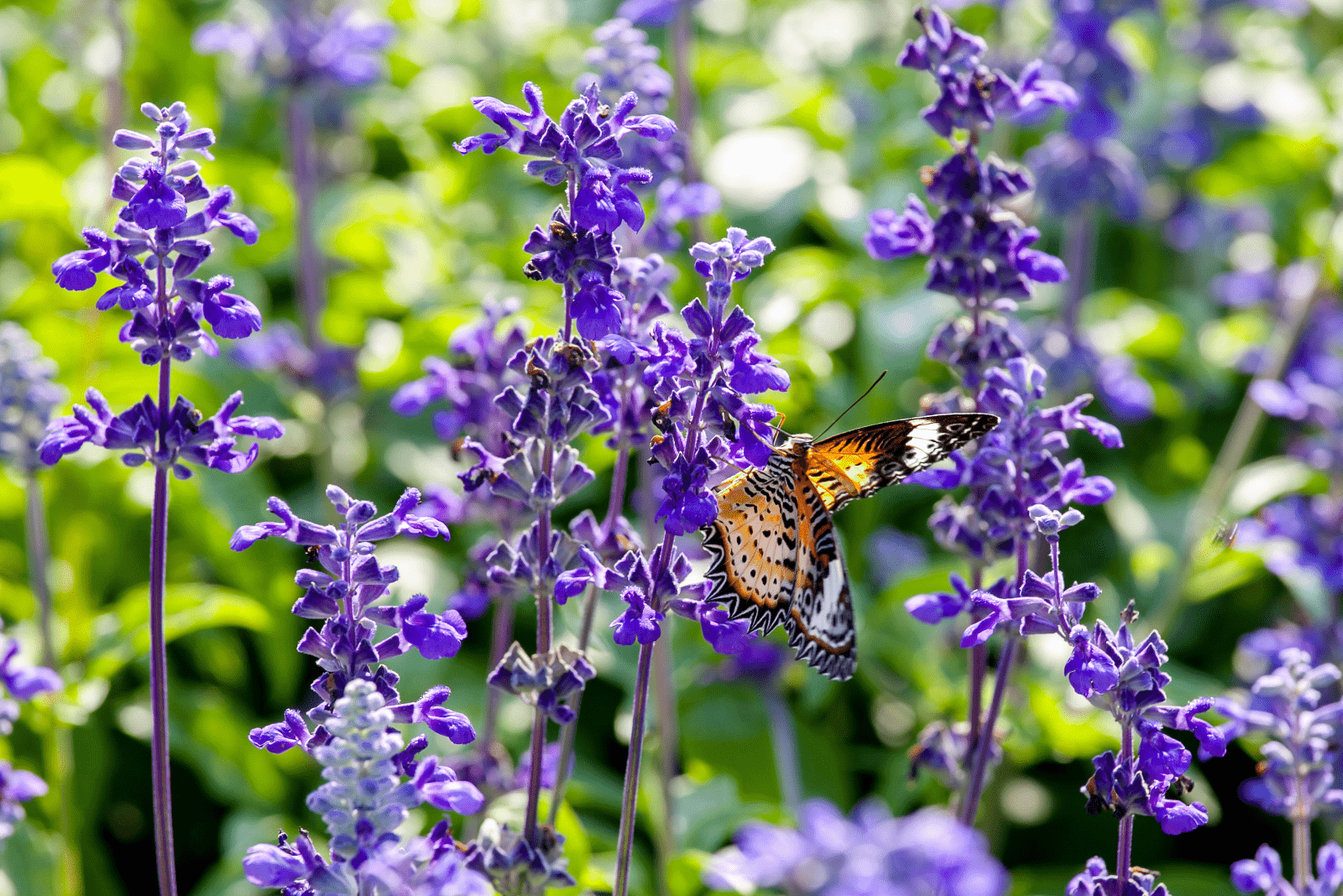 Flores Que Atraen Colibr Es Y Mariposas Plantasyflores