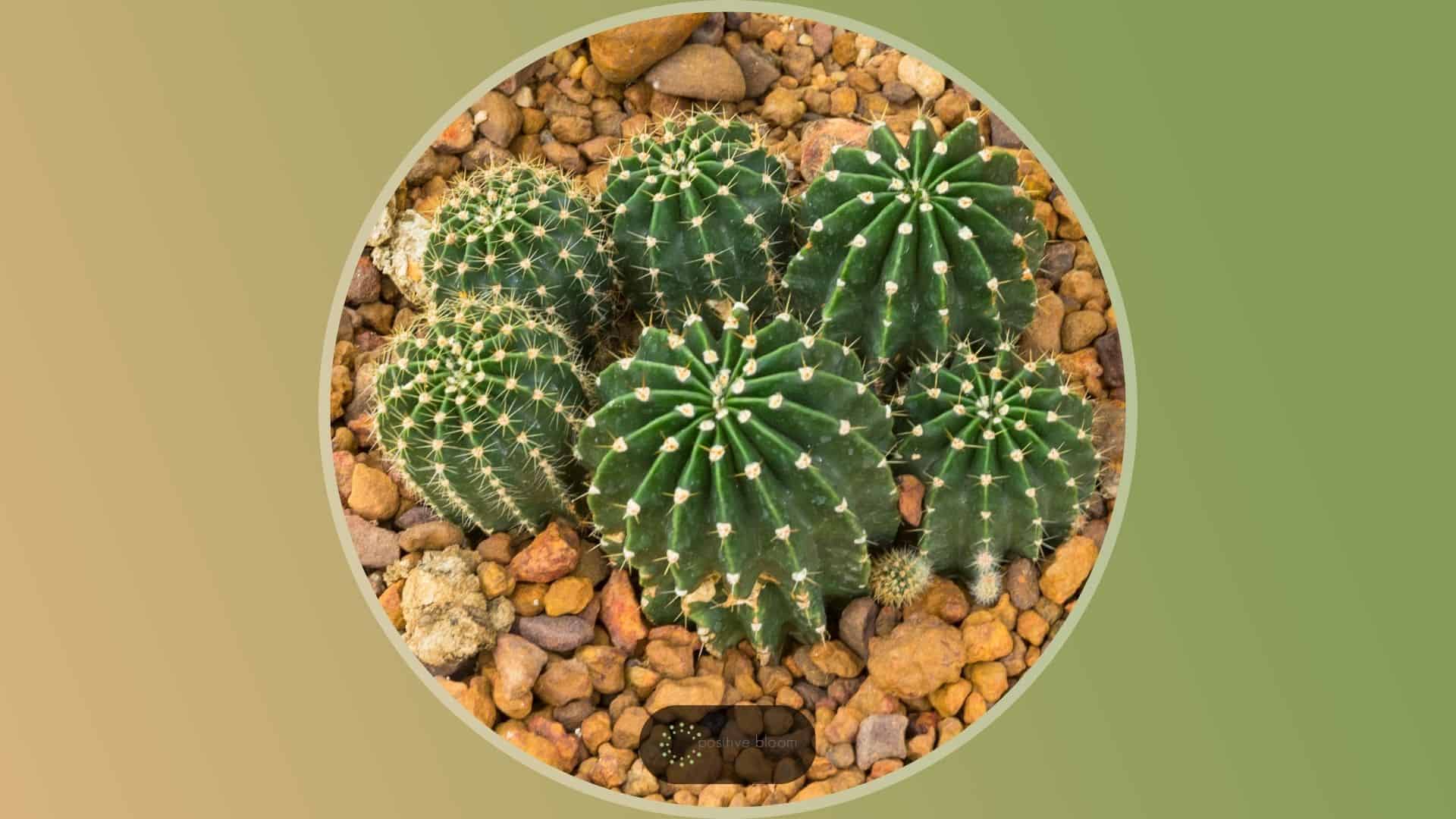 Una Gu A De Cuidado Completa Para El Cactus Lirio De Pascua