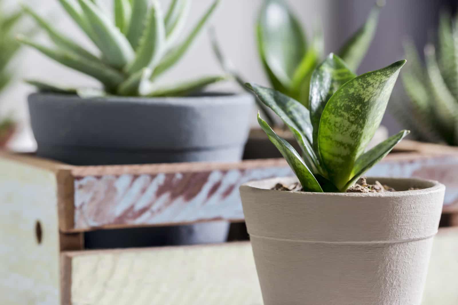 planta de serpiente en maceta sobre la mesa