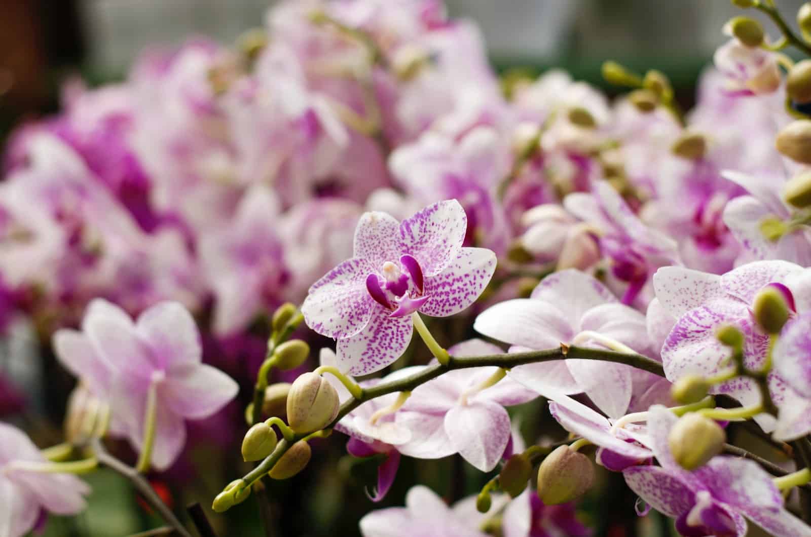 foto de orquídeas floreciendo