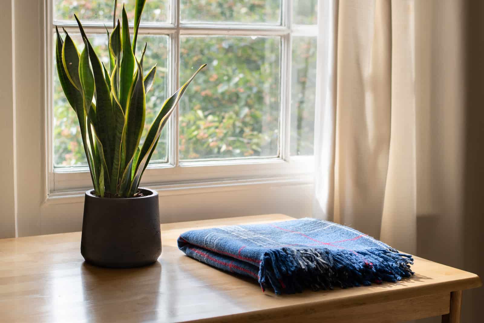 planta de serpiente en maceta en la mesa junto a la ventana