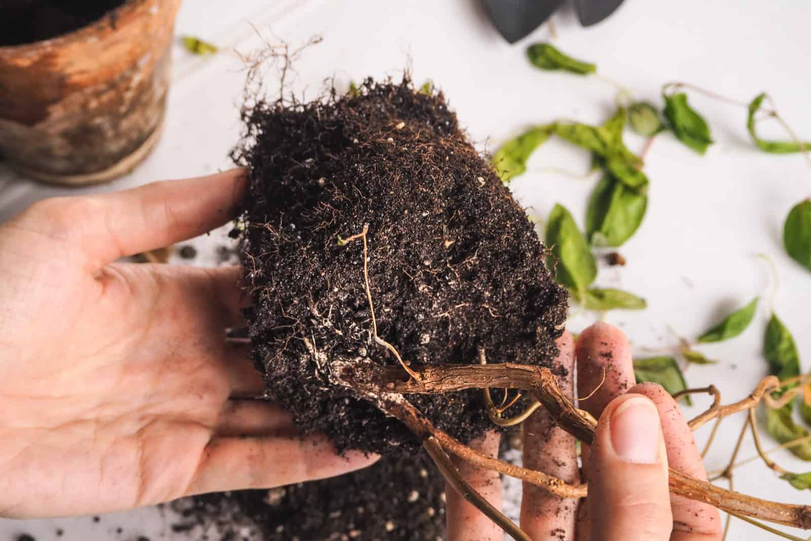 mujer sosteniendo una planta con podredumbre