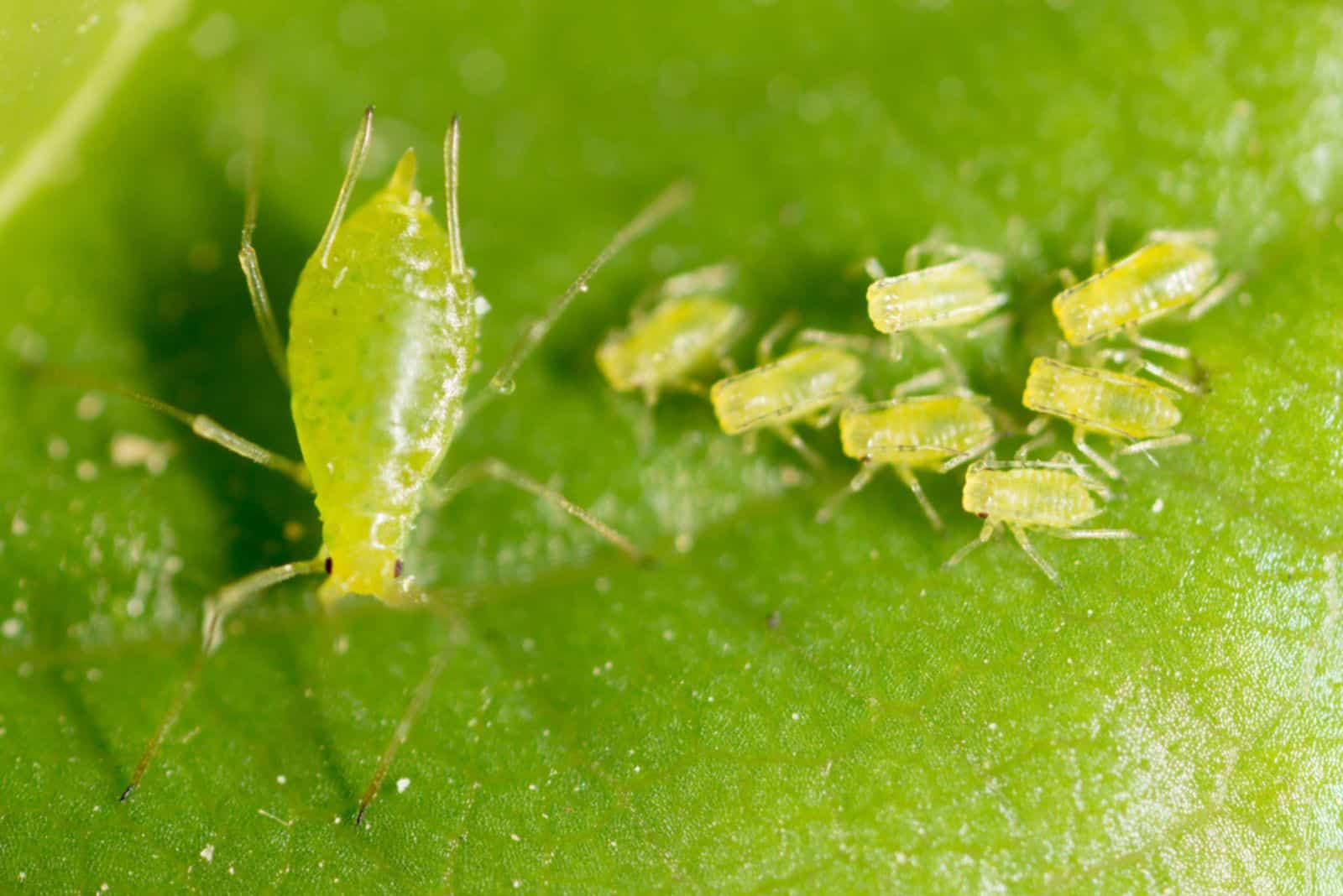 pequeño pulgón en una hoja verde al aire libre