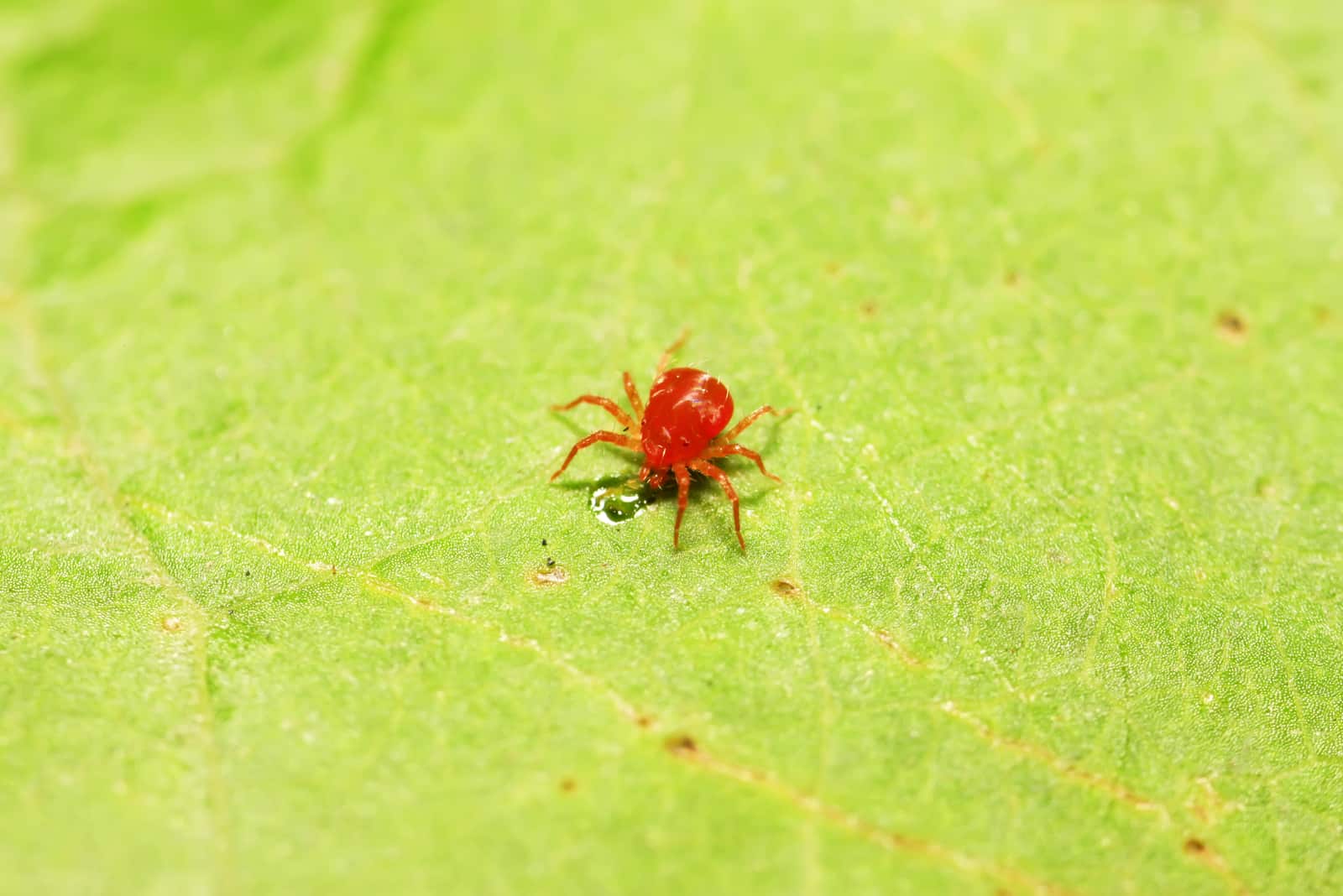 araña roja en la planta en el medio silvestre