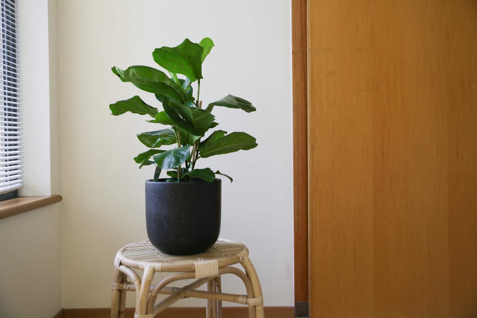 higuera de hoja de violín junto a la ventana