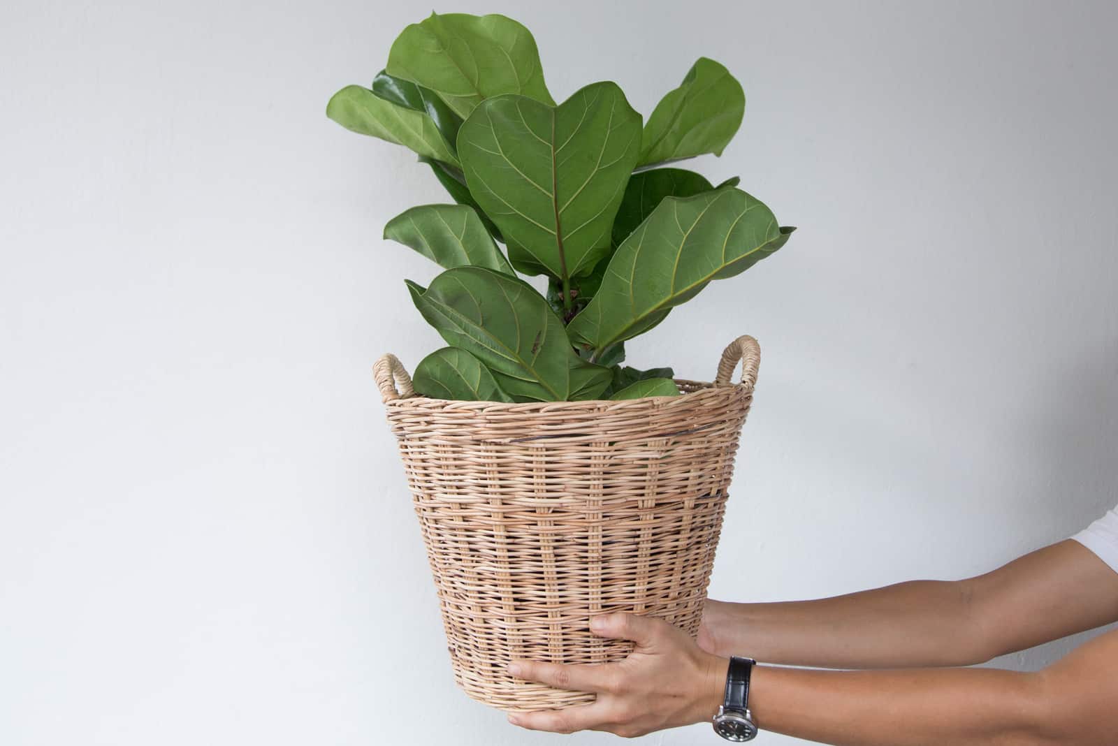 manos sosteniendo una olla con higo de hoja de violín