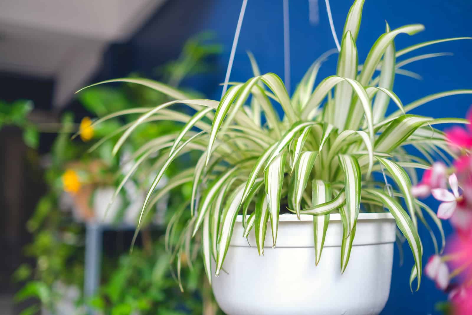 Planta de araña en maceta colgante blanca