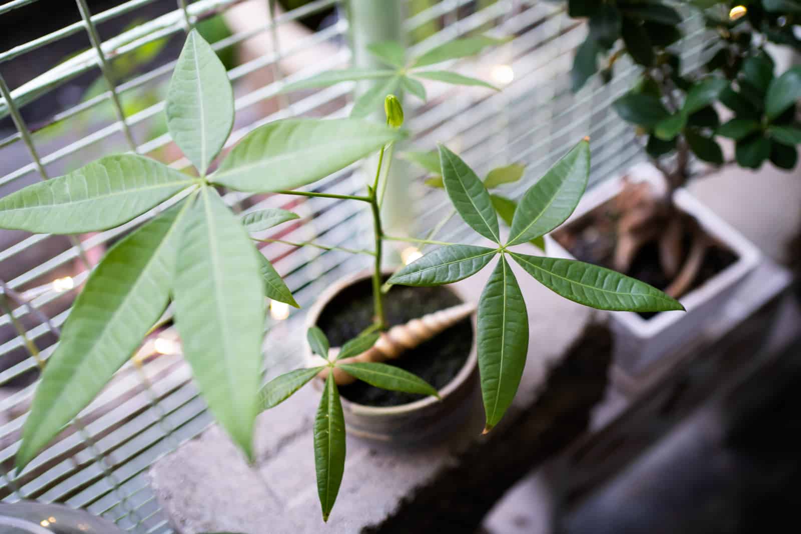 Pachira aquatica por ventana