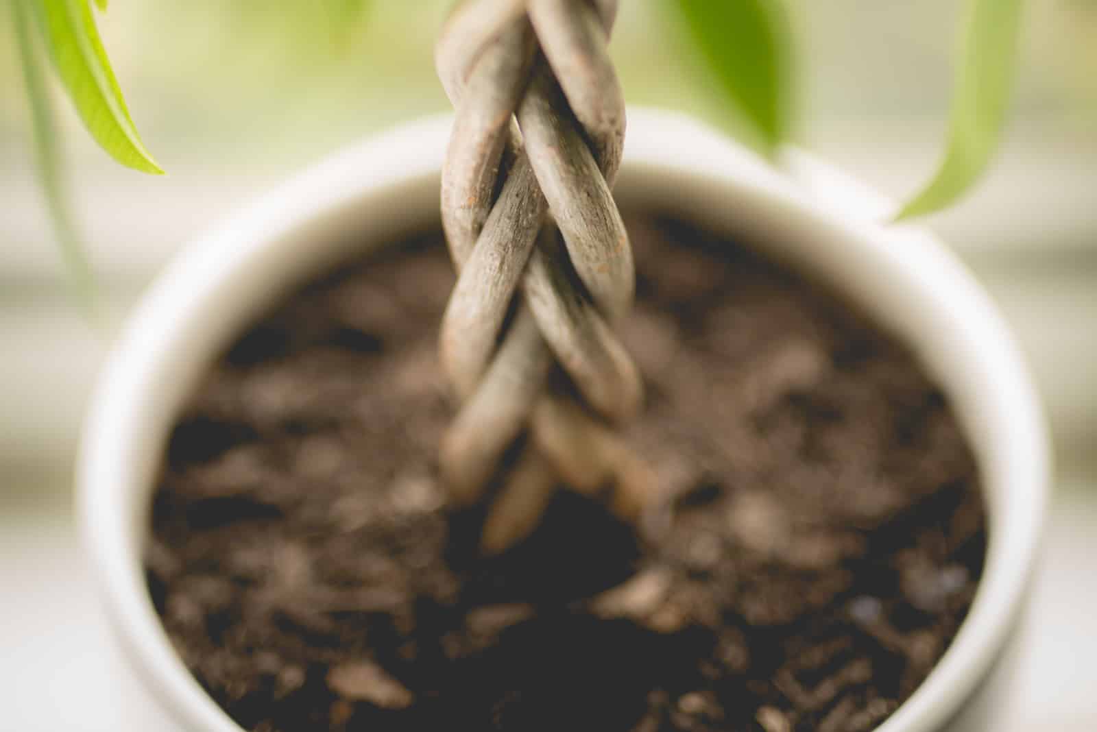 primer plano de Pachira aquatica soi