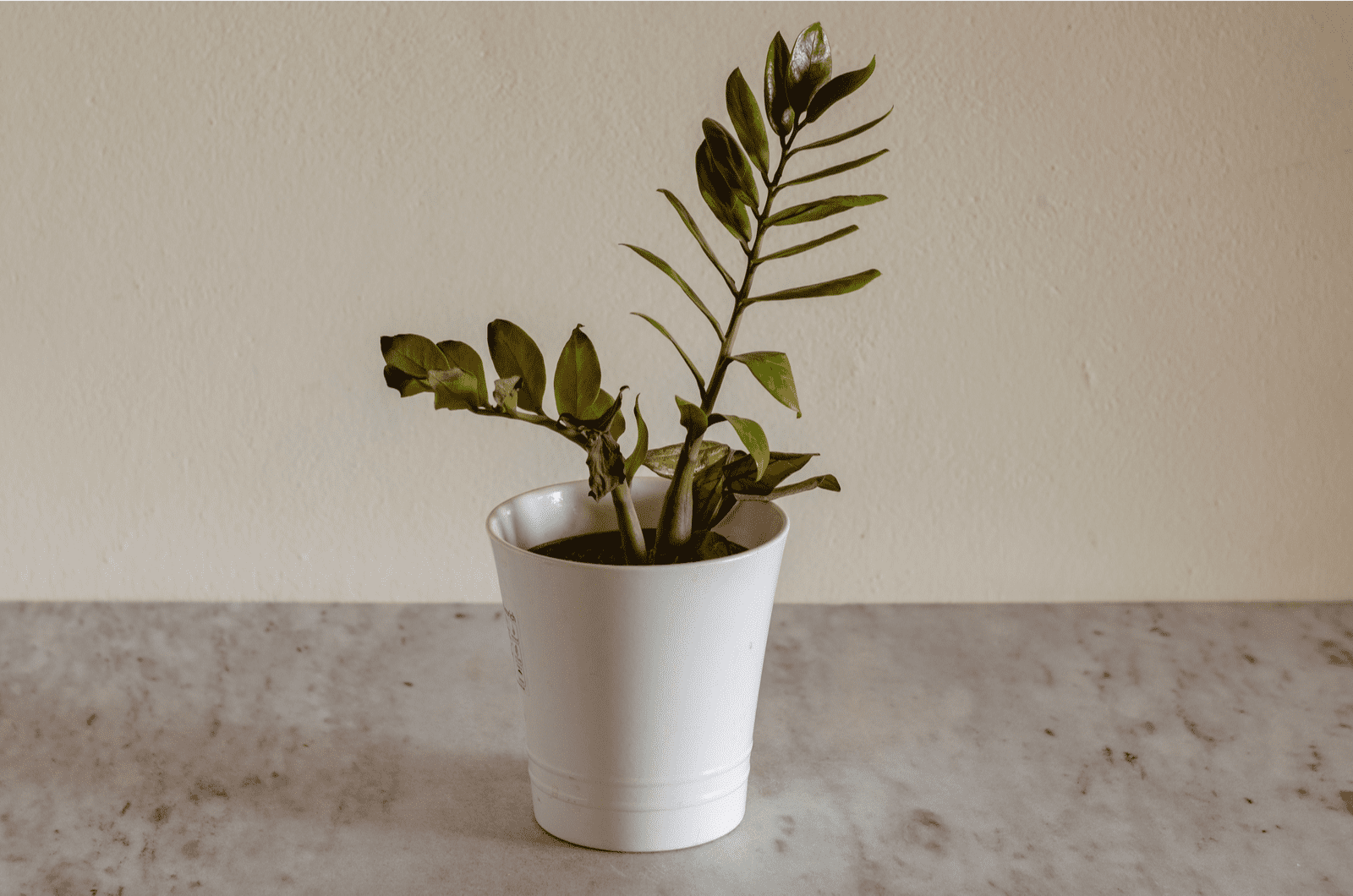 Planta moribunda de Zamioculcas en una maceta