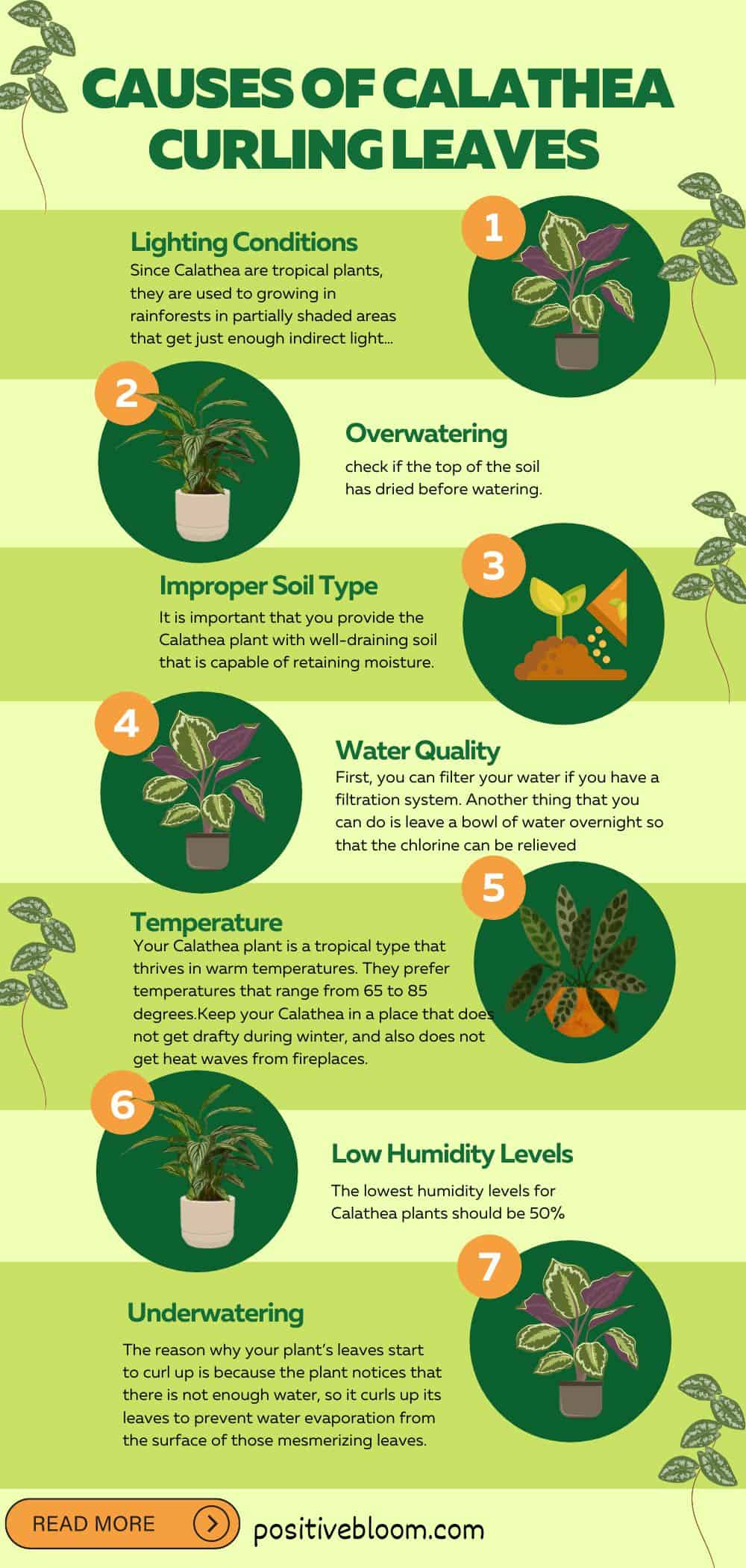 9 causas de las hojas rizadas de Calathea y las soluciones Pinterest