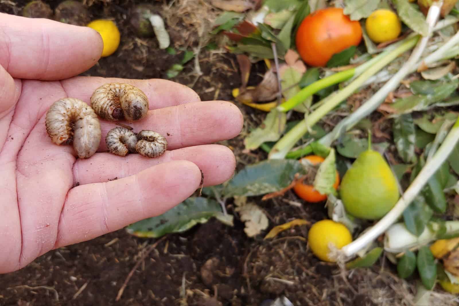 Un jardinero sostiene cuatro gusanos cortadores encontrados en su pila de compost