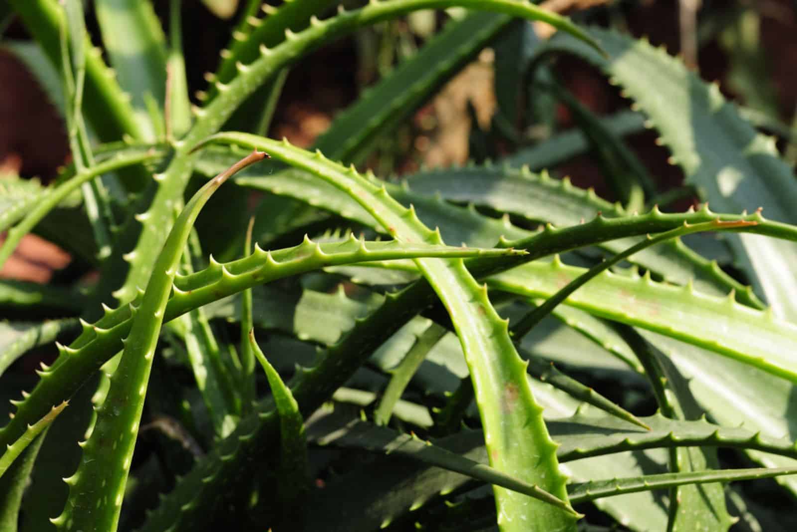 Una especie de Aloe (aloe humilis) que crece a la luz del sol