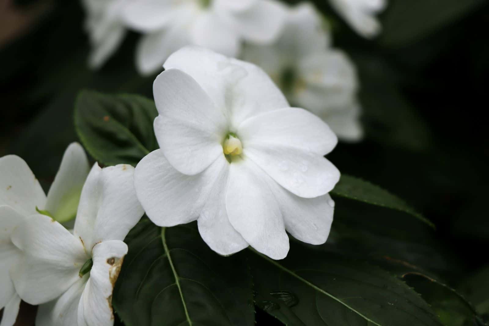 Una flor blanca de begonia en algún parque