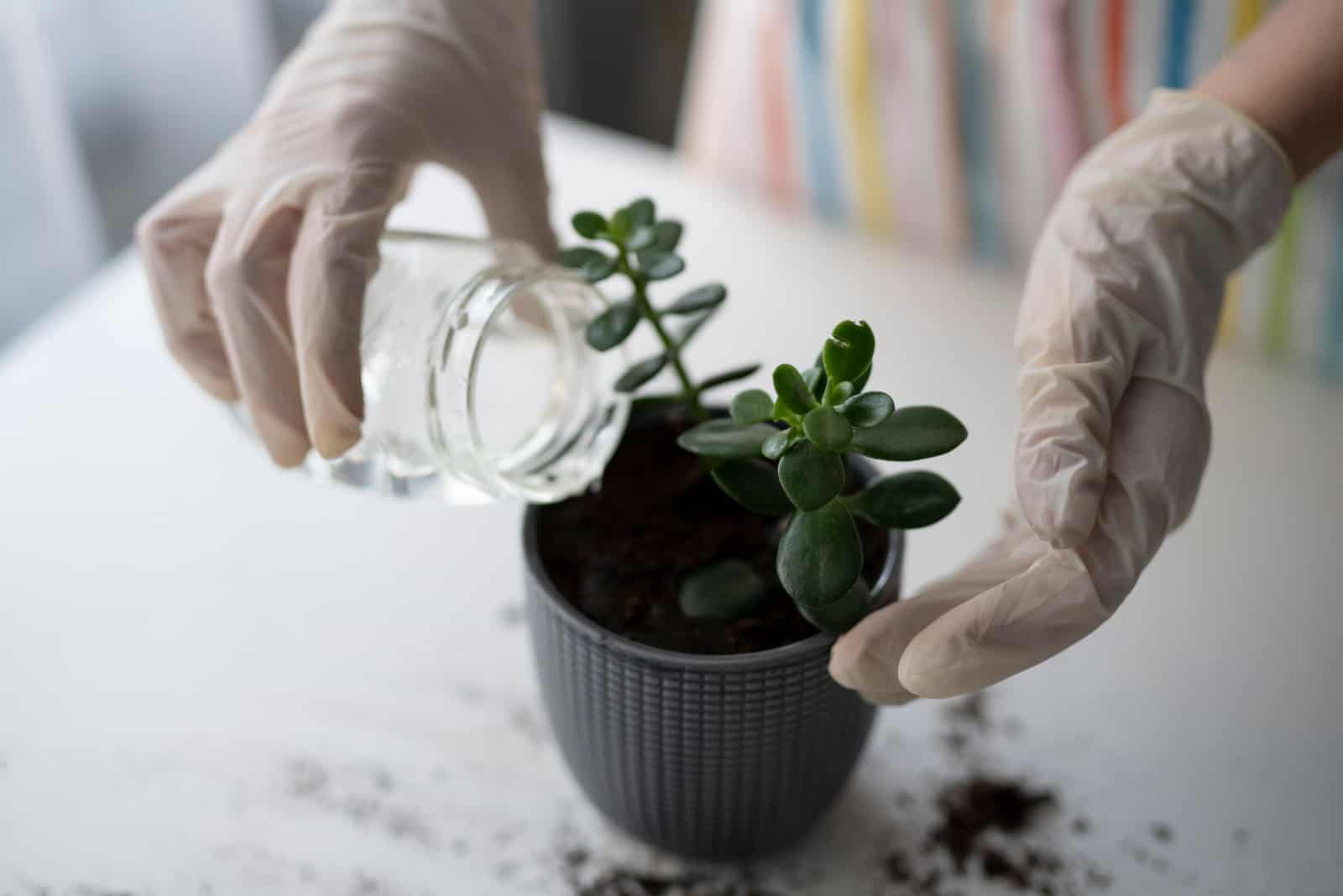 Una mujer está regando un brote plantado en una maceta con tierra nueva Crassula Ovata-close-up