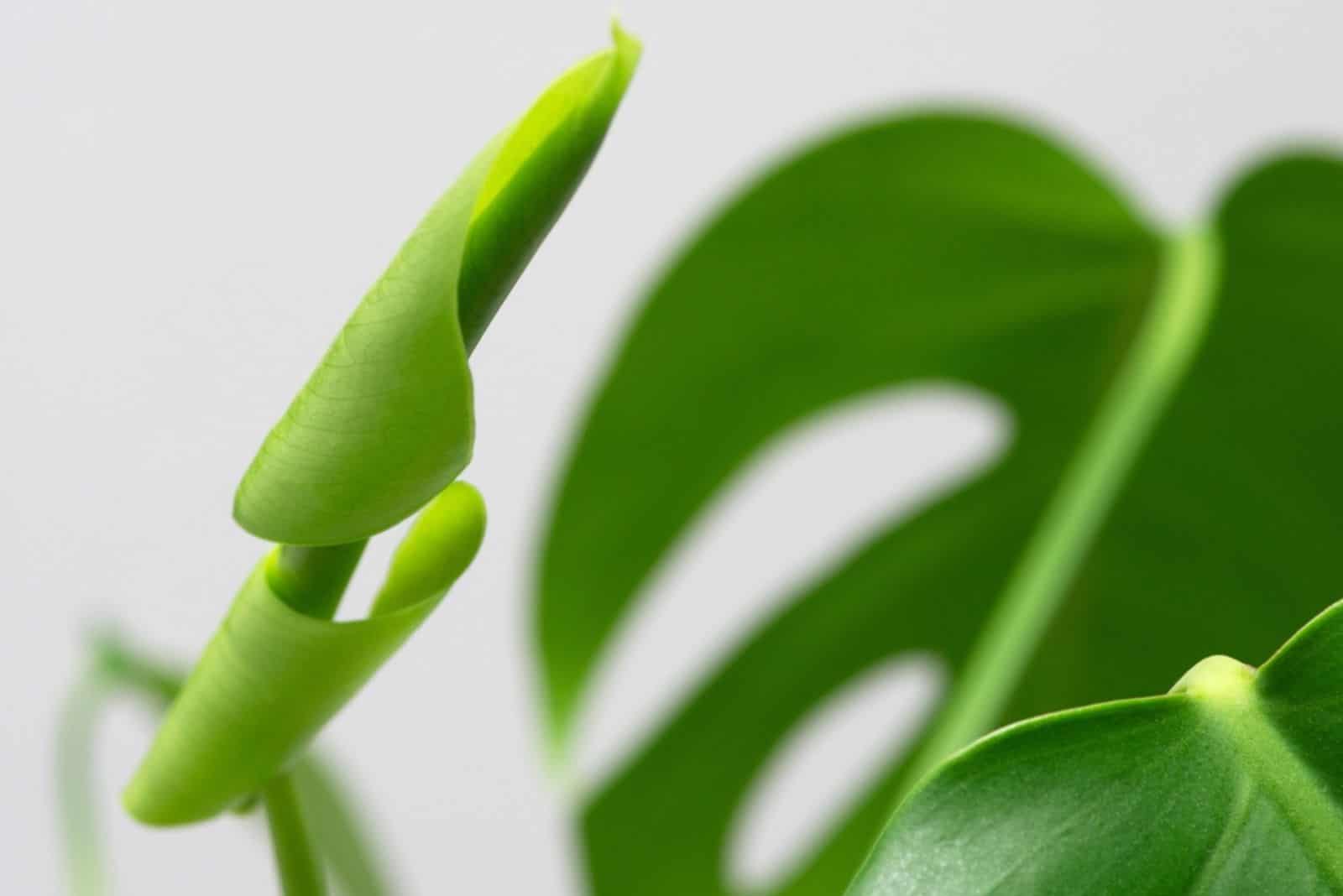 Una hoja de monstera joven, fresca y rizada