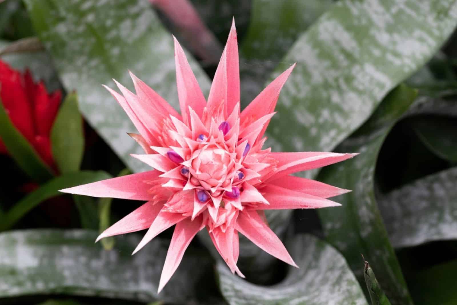 Aechmea fasciata de la familia Bromeliaceae, jarrón de plata o planta de urna.