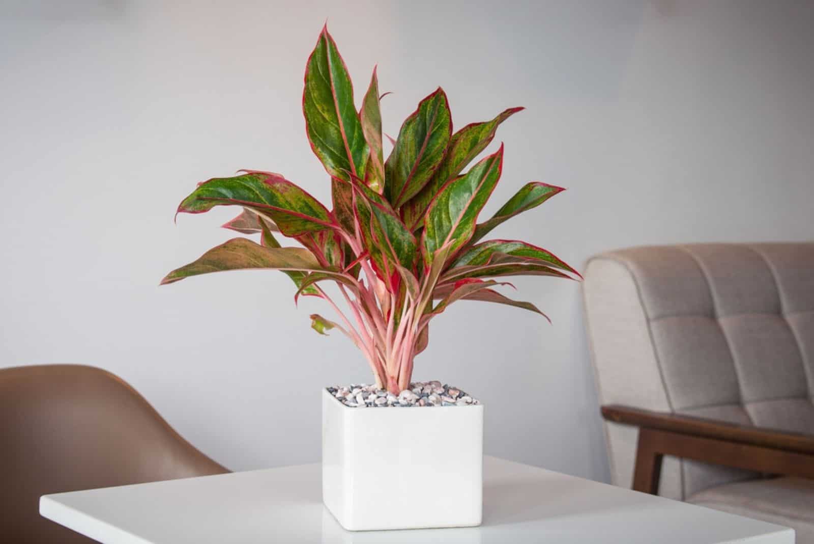 Planta de Aglaonema en maceta de cerámica blanca