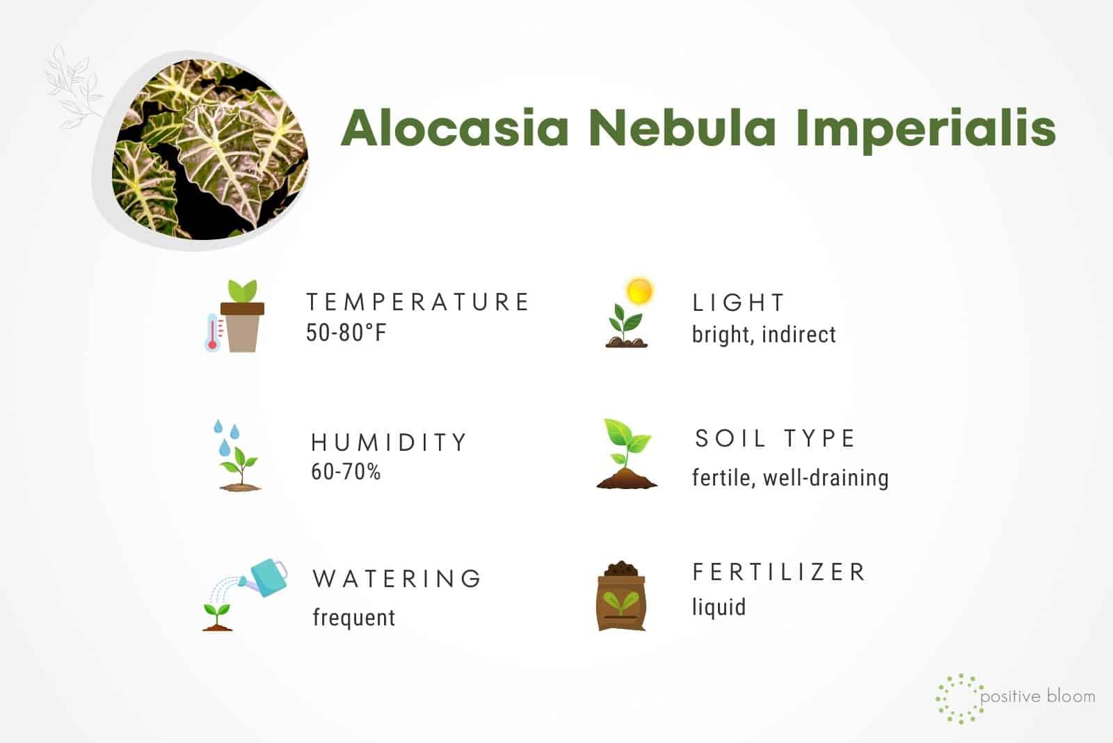 Datos de la Nebulosa Imperialis de Alocasia