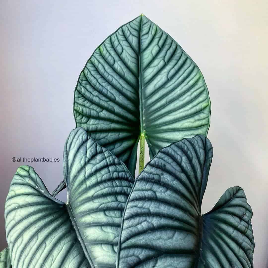 Alocasia Nebulosa Imperialis hojas