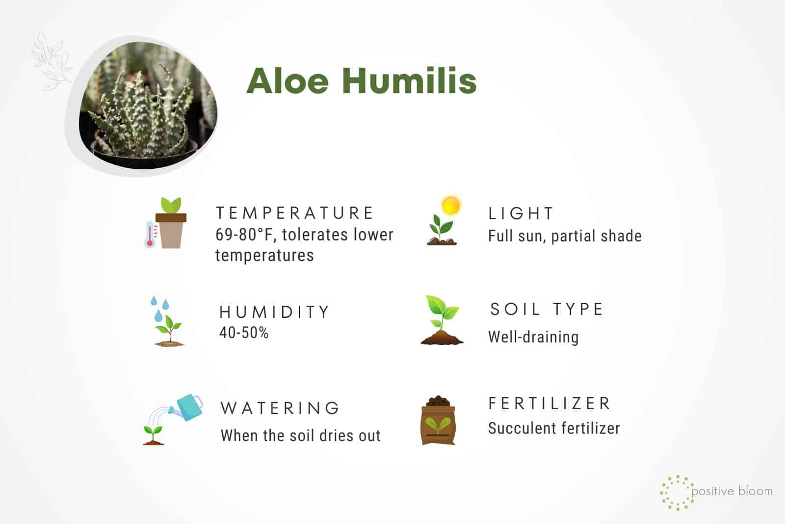 Guía de cuidado de plantas de Aloe Humilis