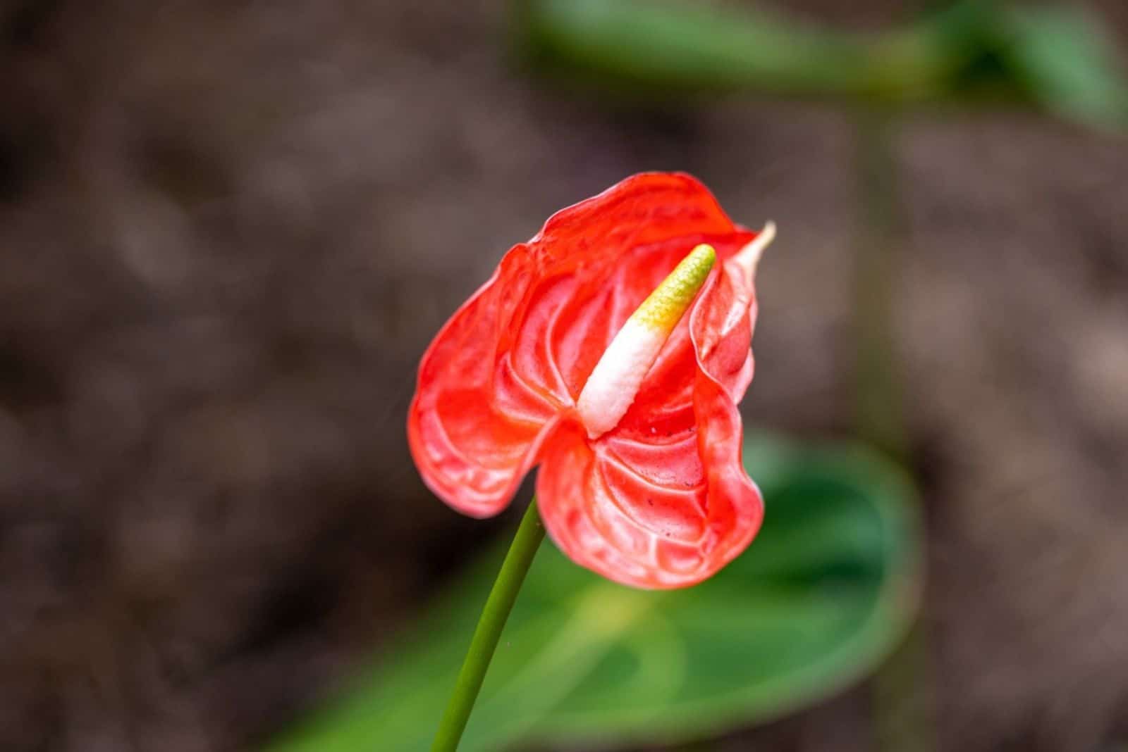 Flor de anturio, también conocida como flor de flamenco.