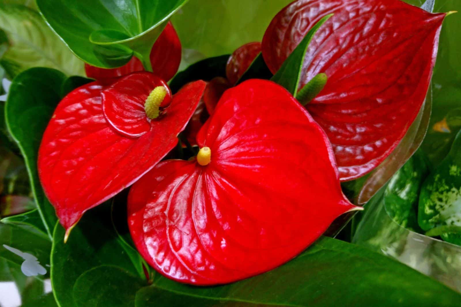 Anthurium flor planta tropical en maceta