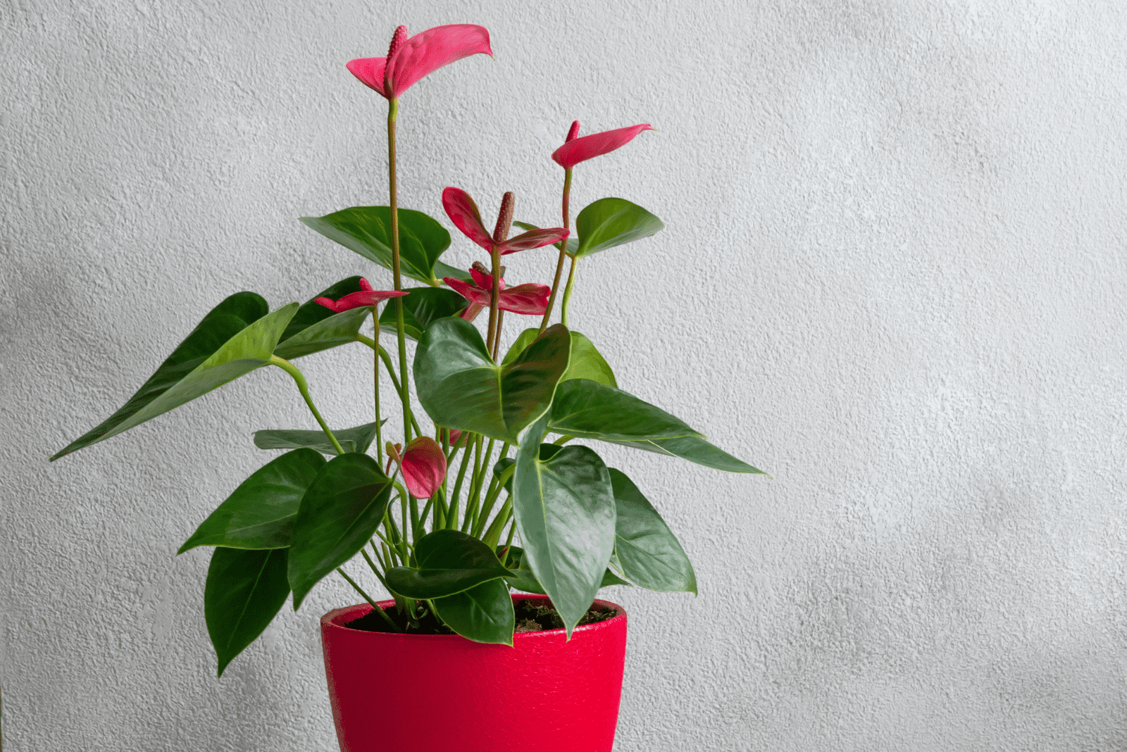 Anthurium en una olla roja