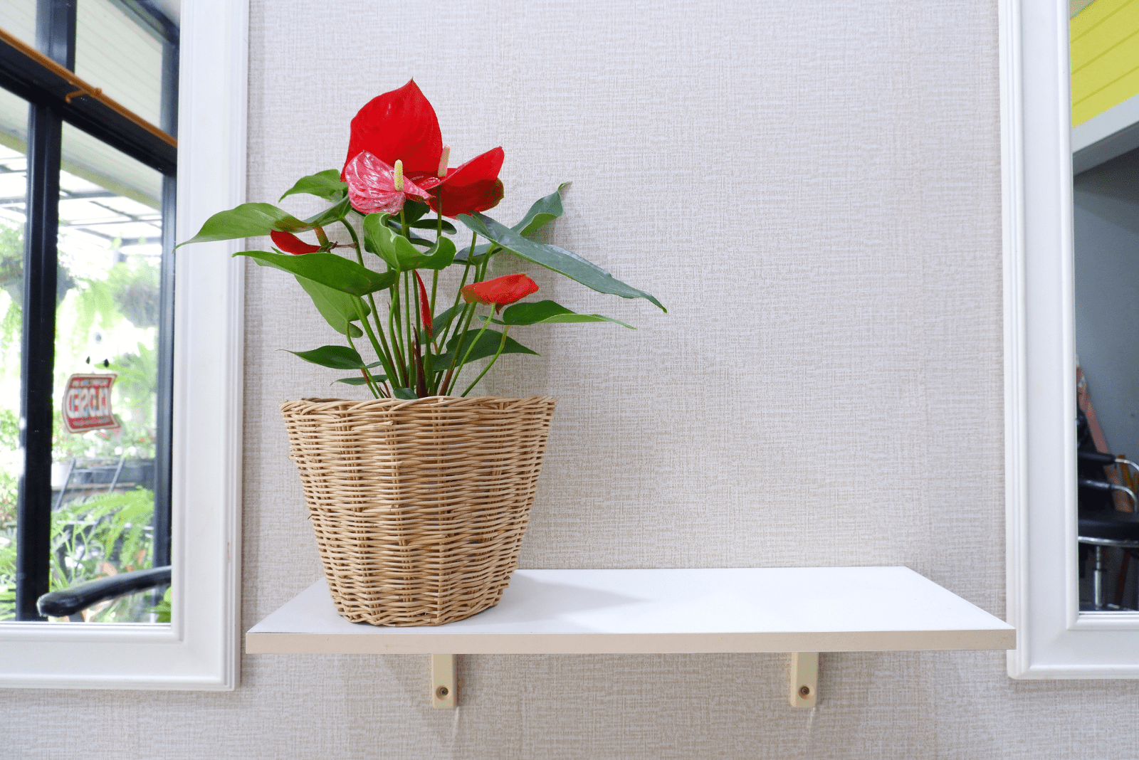 Anthurium en un estante blanco junto a la ventana