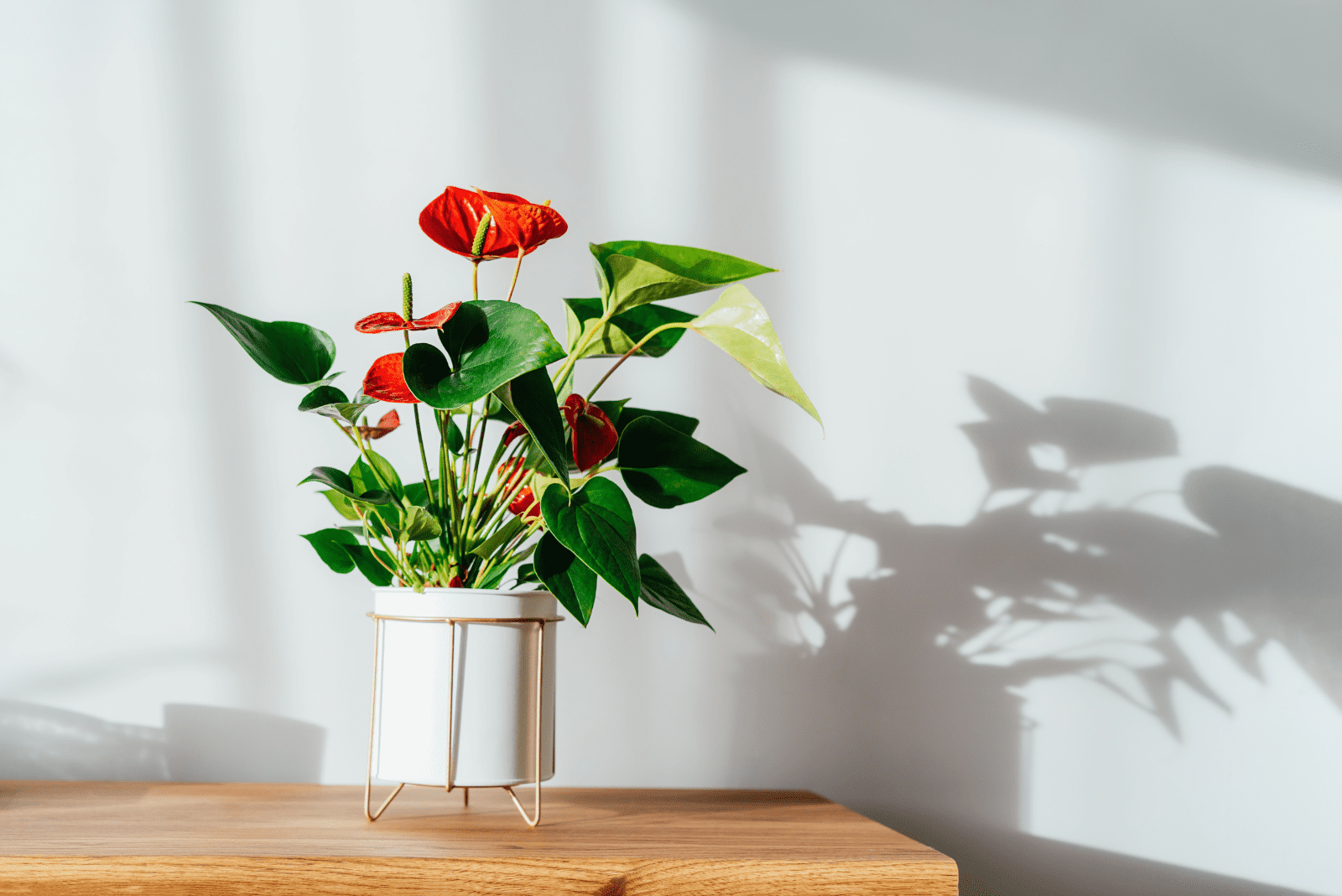 Anthurium sobre base de madera