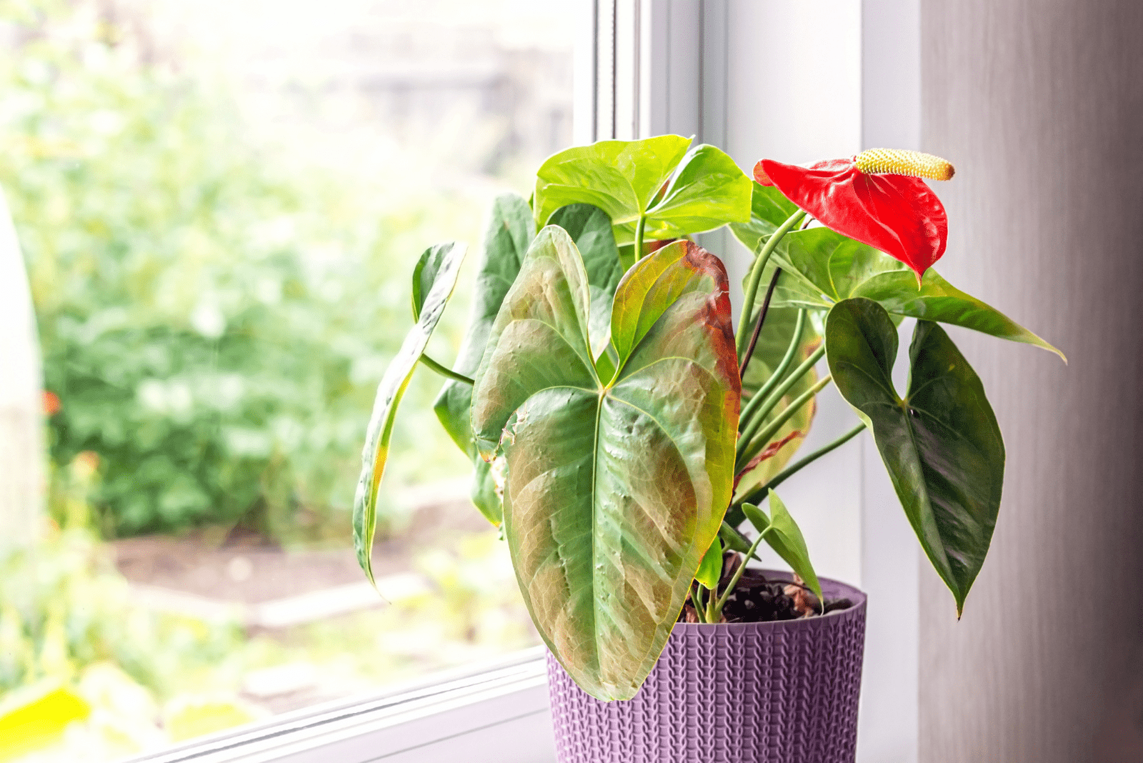 Anthurium con hojas secas