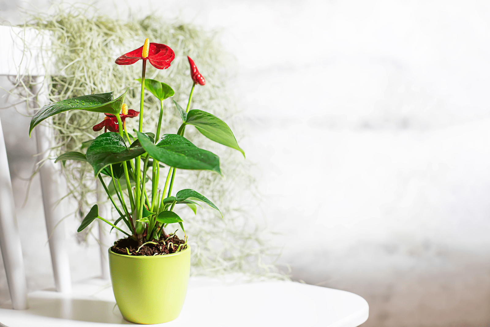 Anthuriums-en-una-silla-blanca