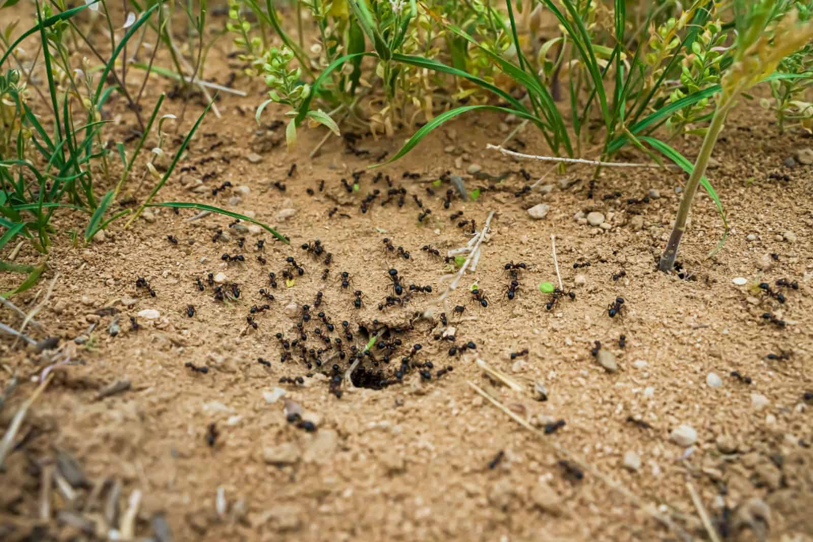 Hormigas con presa a la entrada del termitero.