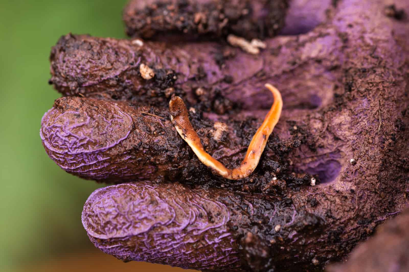 Australoplana sanguinea Gusano plano terrestre depredador australiano en la mano de los jardineros.