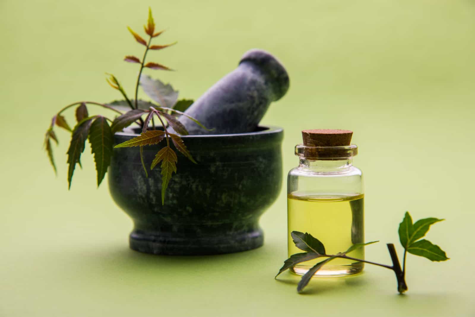 Hierbas antibacterianas ayurvédicas Neem Lilac (Azadirachta indica) con aceite en botella