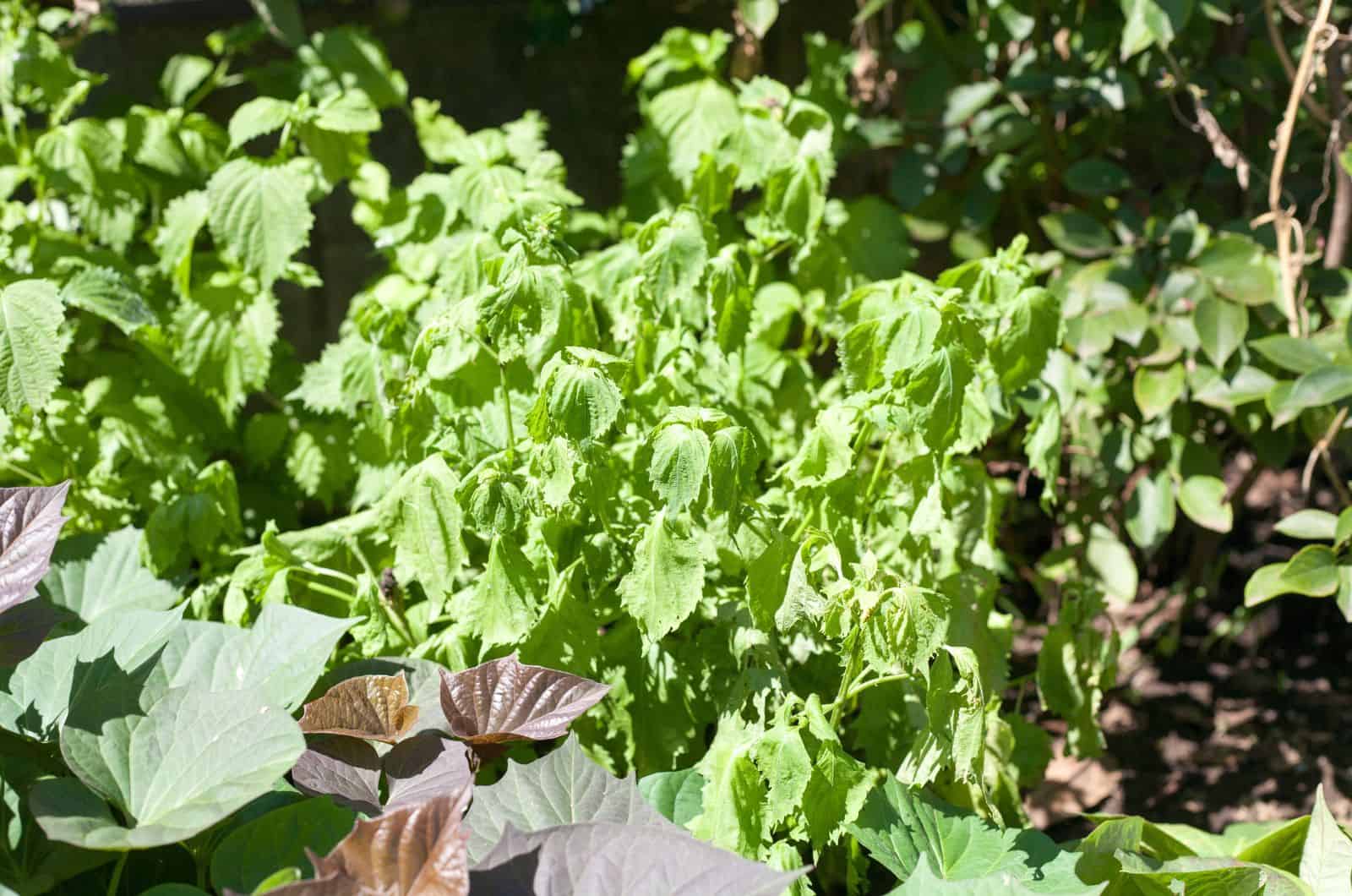 planta de albahaca