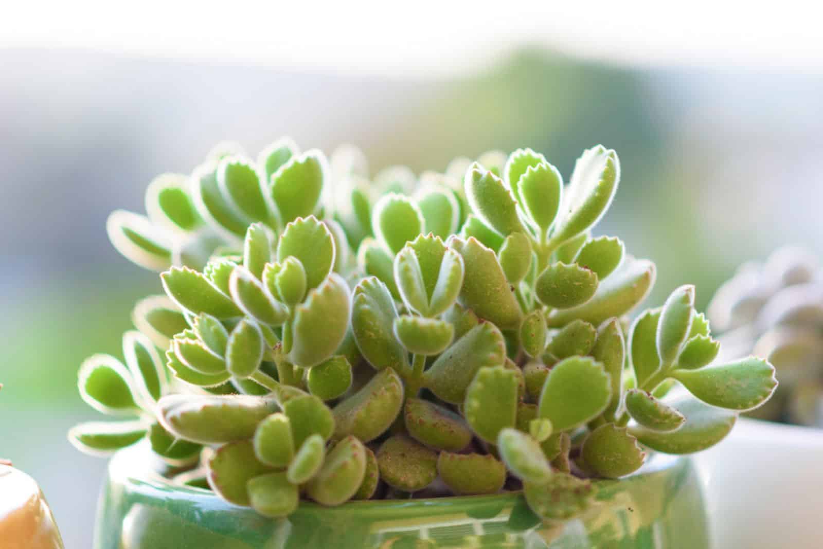 Bears Paw planta de cactus suculenta en una maceta 