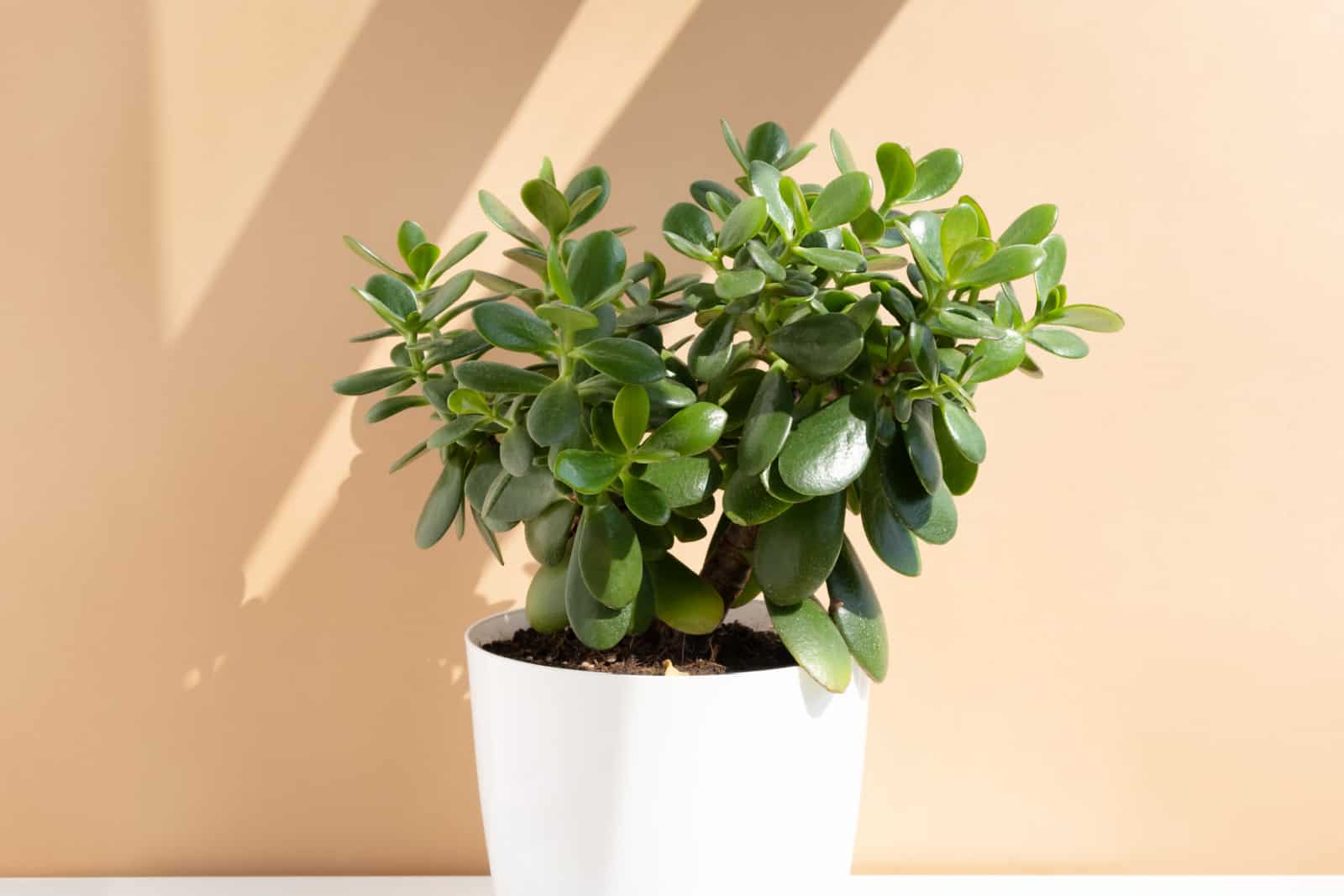 Hermosa Crassula ovata, planta de jade, planta de dinero,