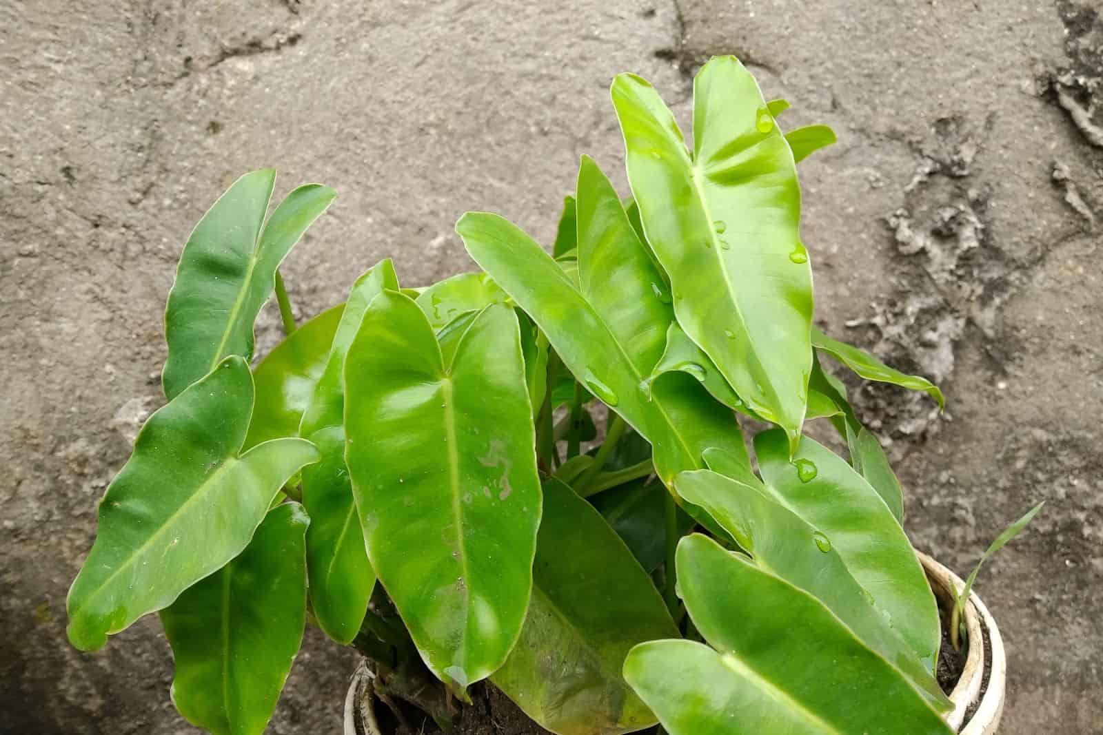 Hermosa y fresca planta ornamental Philodendron rugosum