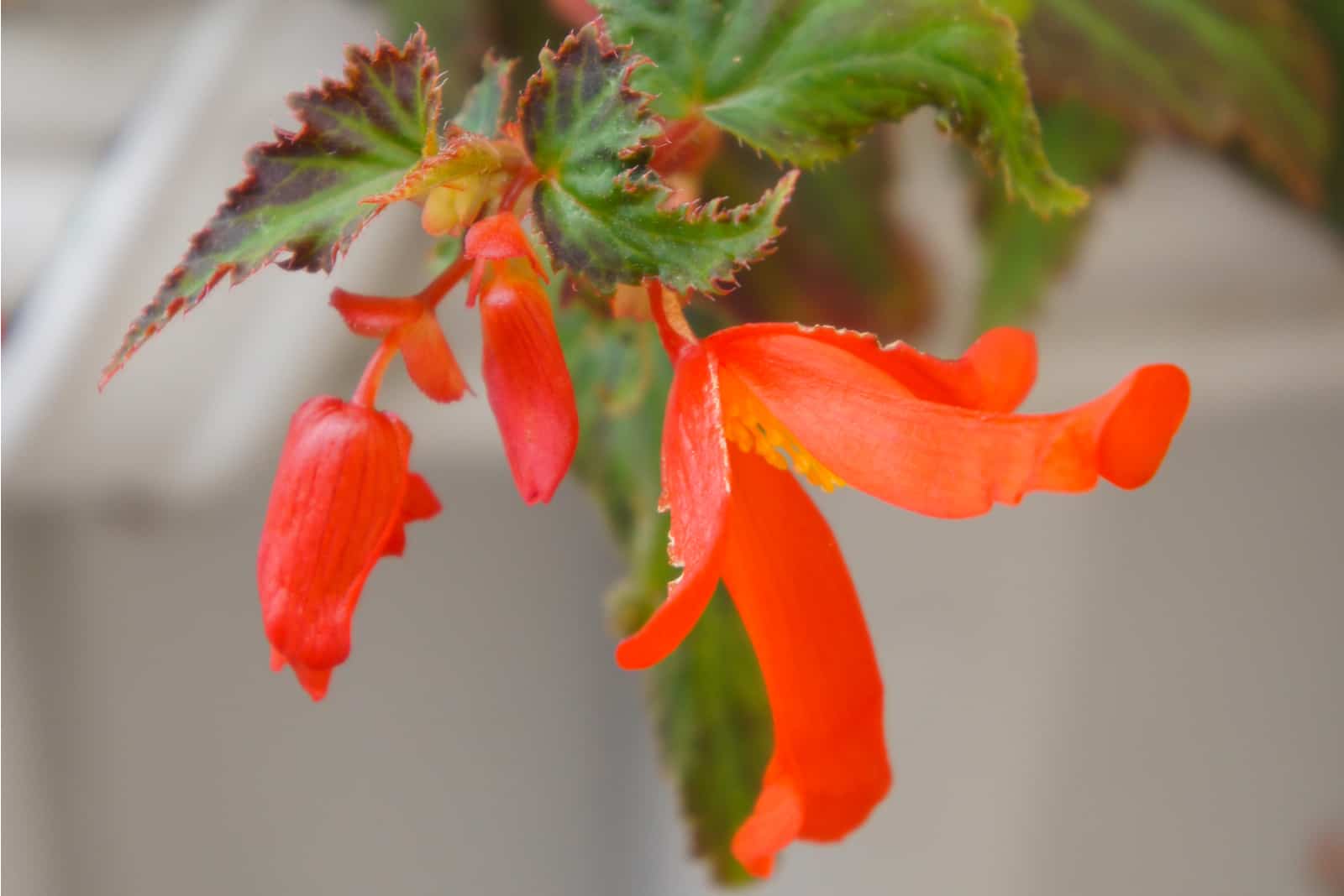 Begonia flor roja