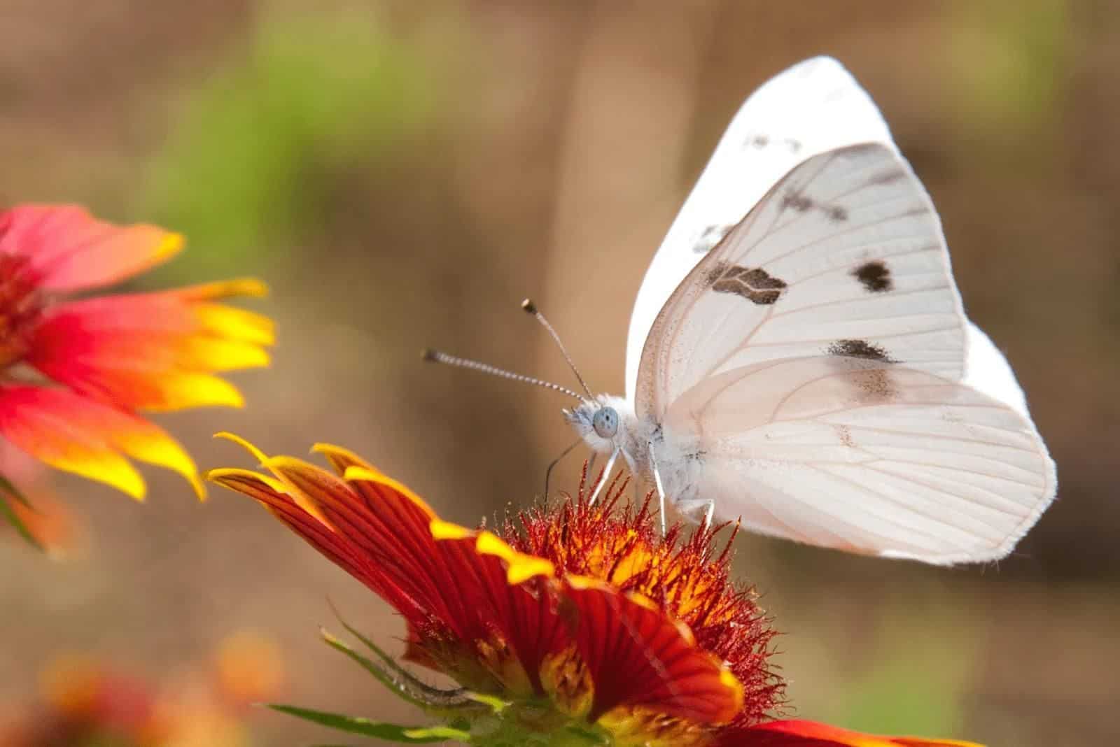 Flores de manta sobre las que se posó una hermosa mariposa blanca