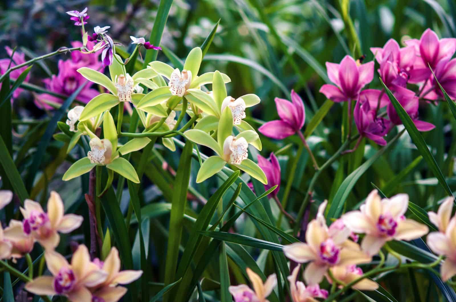 Orquídea de barco