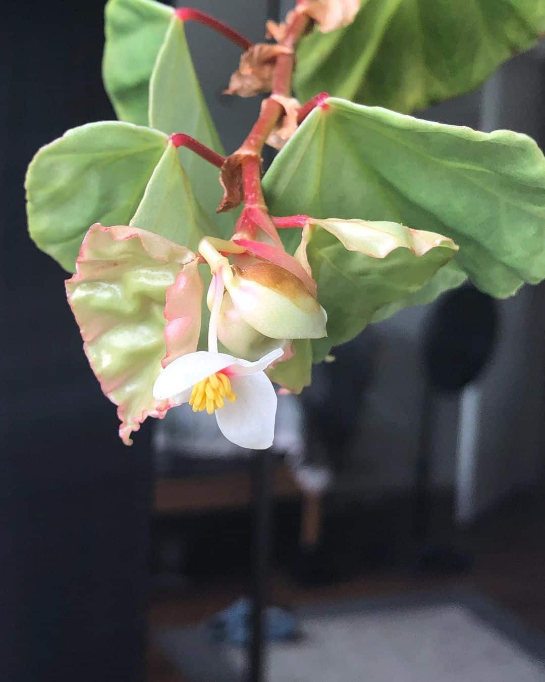 Begonia corazón brasileño