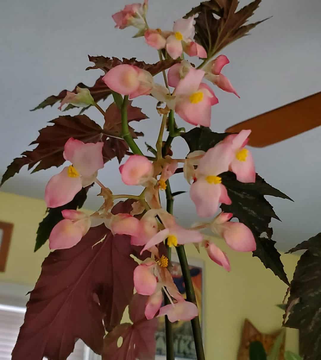 dama brasileña begonia