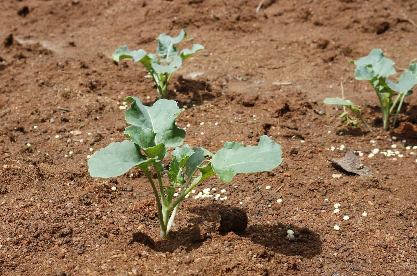 Cultivo de plantas de brócoli