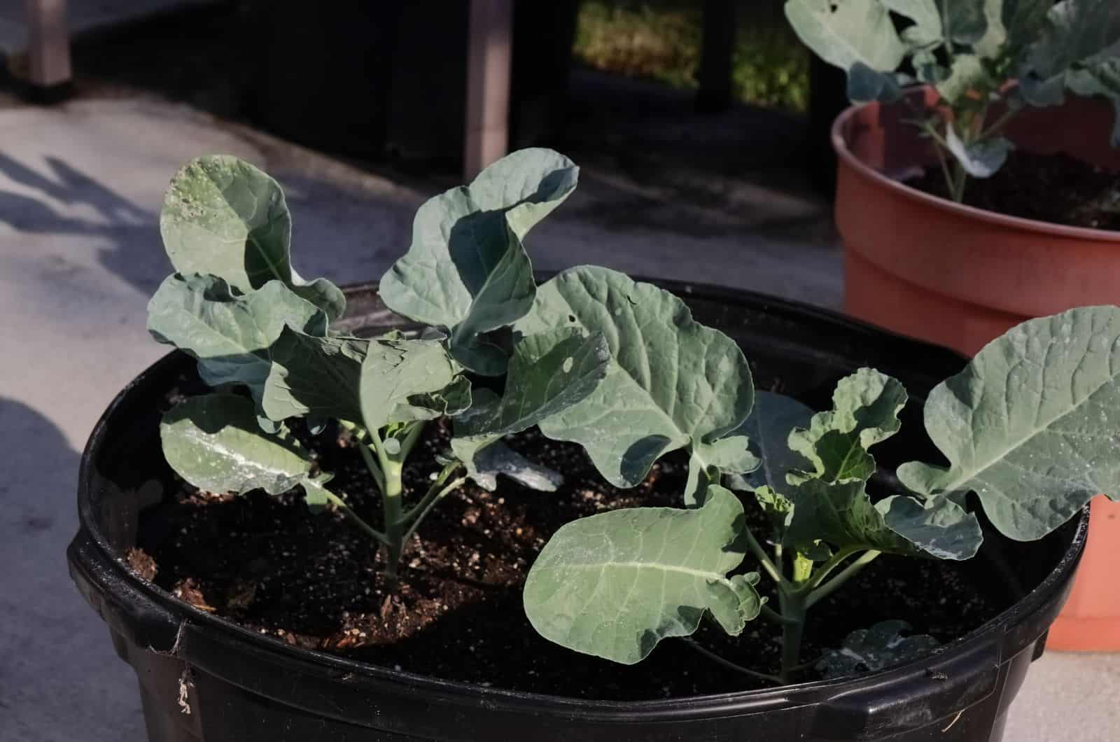 Planta de brócoli en maceta grande