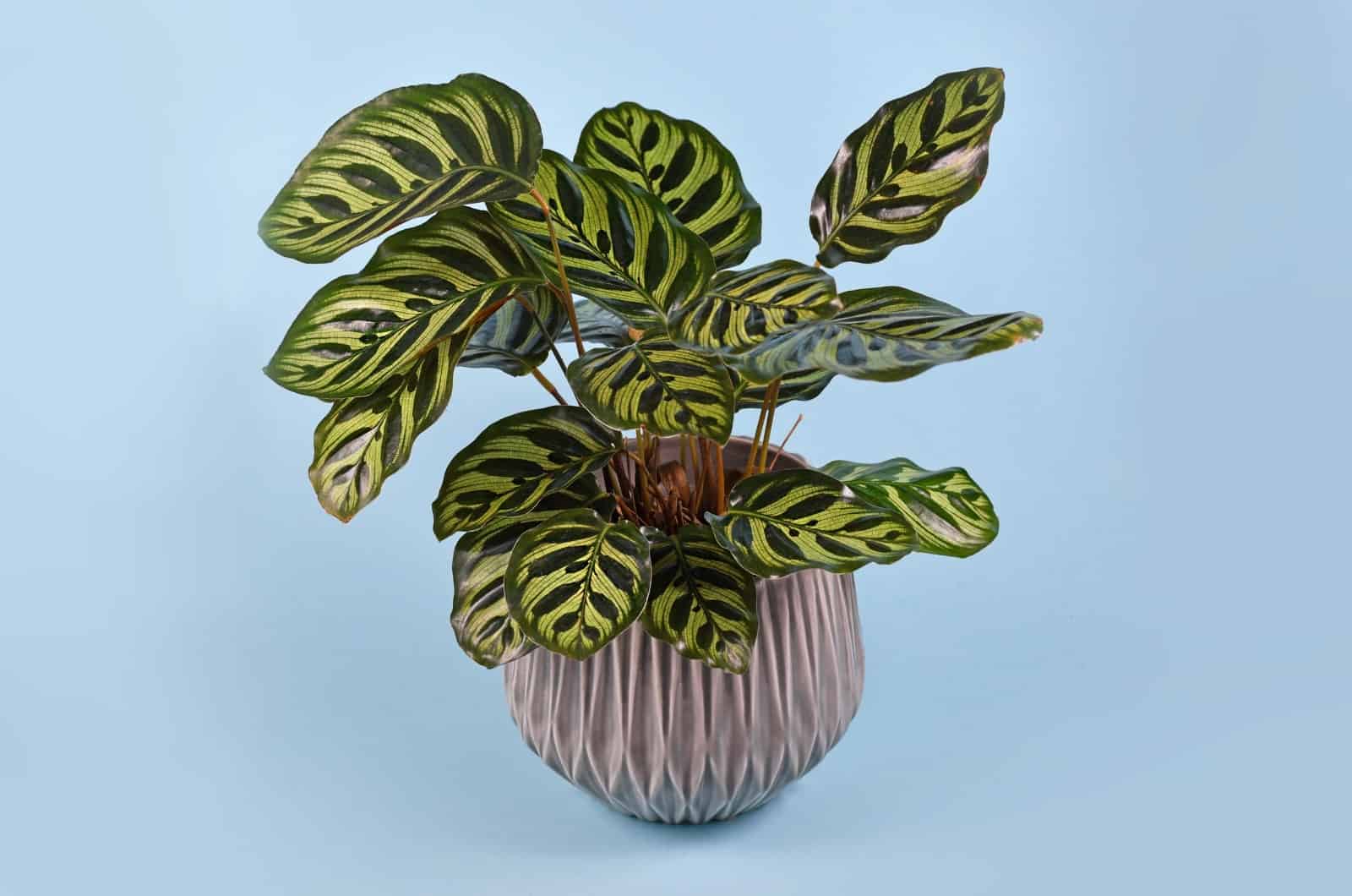 Calathea Oración Planta en maceta