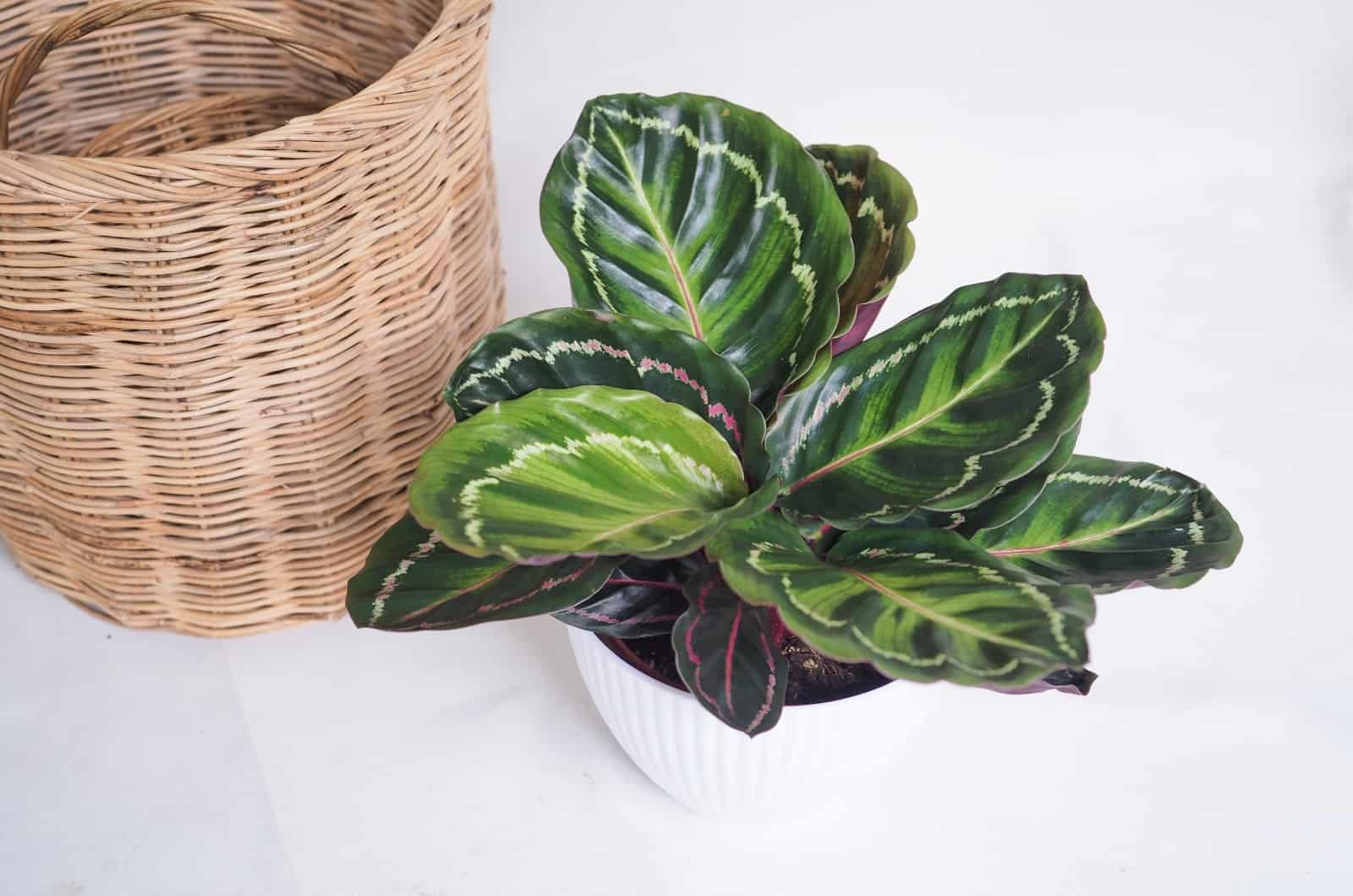 Calathea Oración Planta en maceta blanca