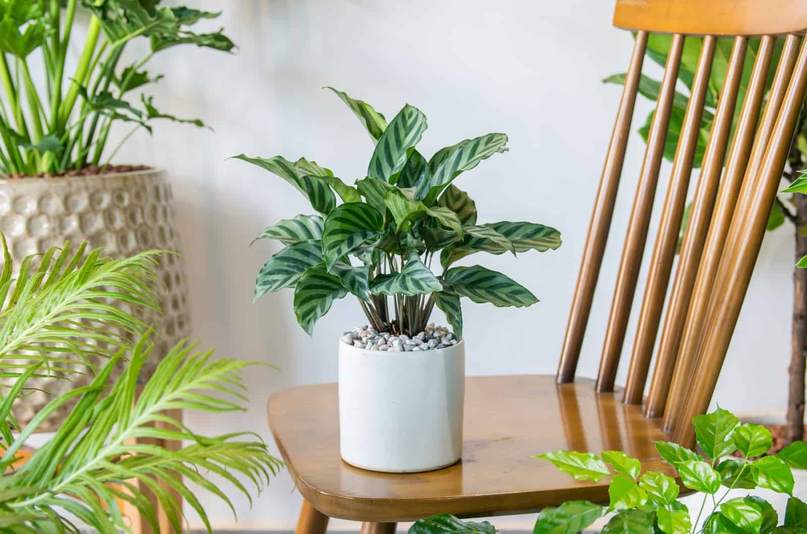 Planta de oración Calathea sentada en una silla