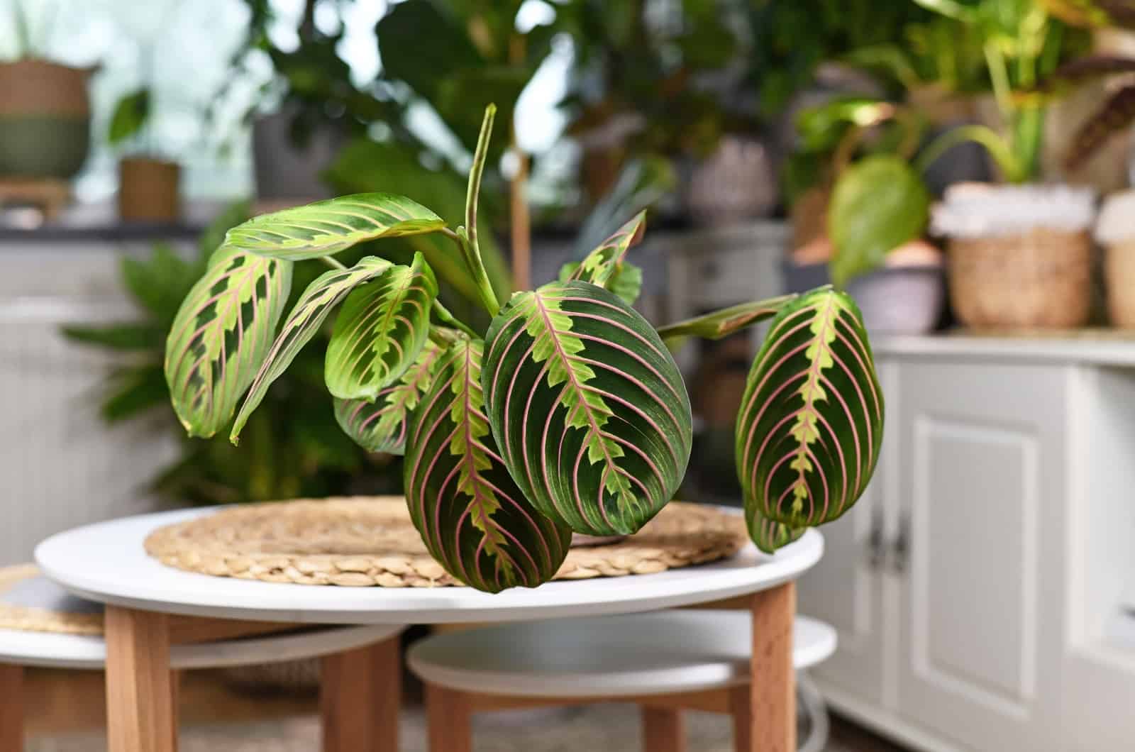 Planta de oración Calathea sentada en la mesa